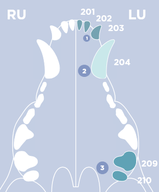 Tooth Areas 1